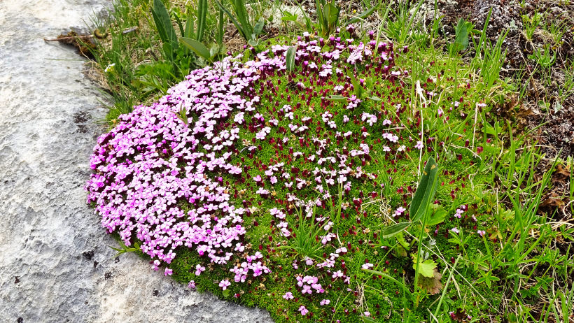 flore alpine massif de la Vanoise