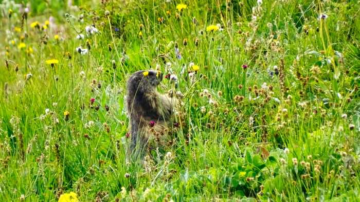 Marmotte en Vanoise