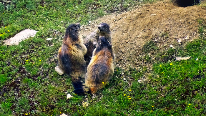 Marmotte en Vanoise