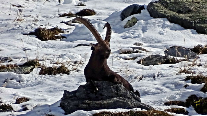 Bouquetins massif de la Vanoise
