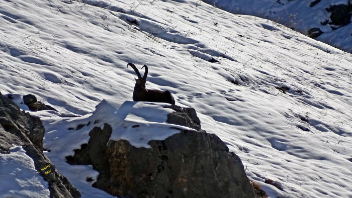 Bouquetins massif de la Vanoise