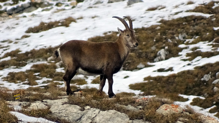 Bouquetins massif de la Vanoise