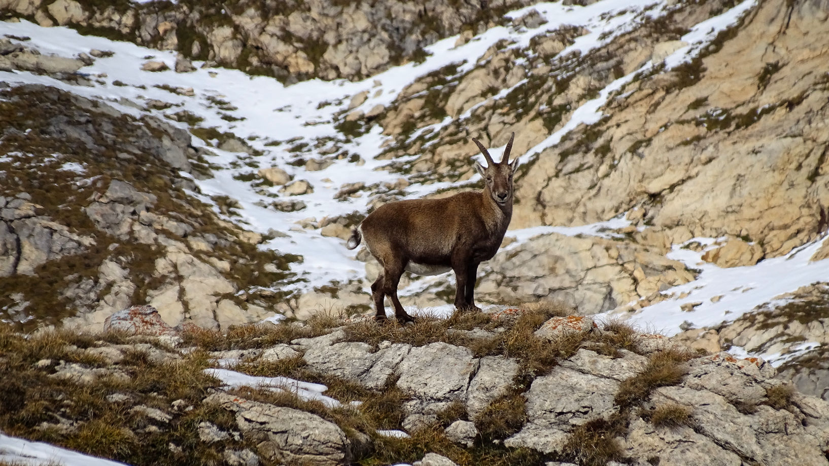 bouquetin Champagny la Vanoise 