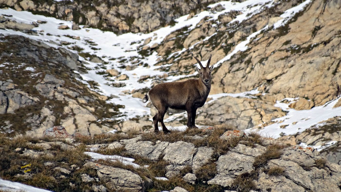 Bouquetins massif de la Vanoise