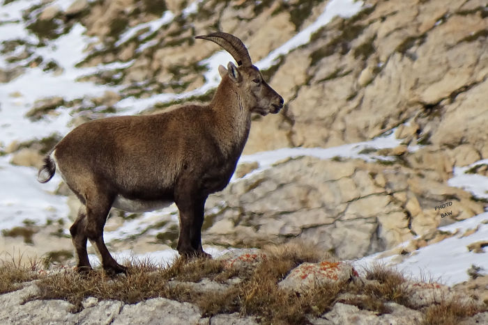 Bouquetins massif de la Vanoise