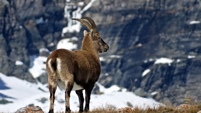 Bouquetins massif de la Vanoise