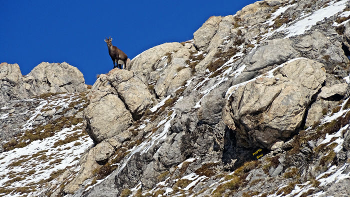 Bouquetins massif de la Vanoise