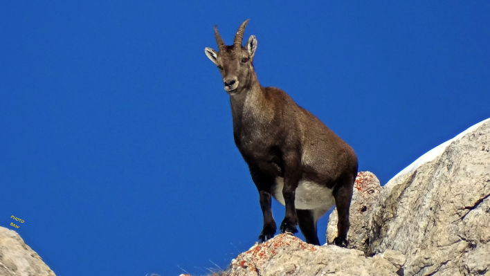 Randonnée en Vanoise par BAW bouquetin