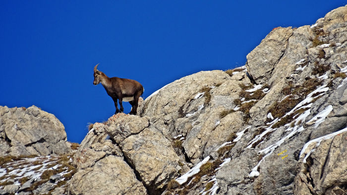 Bouquetins massif de la Vanoise