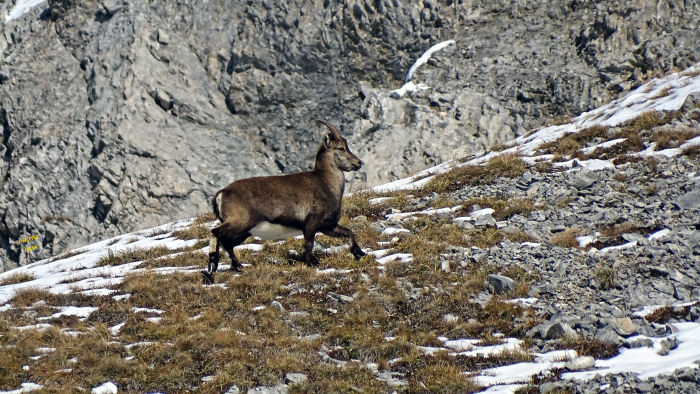 Bouquetins massif de la Vanoise