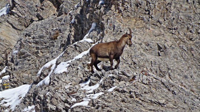 Bouquetins massif de la Vanoise