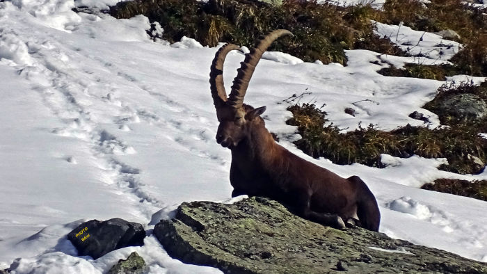 Bouquetins massif de la Vanoise
