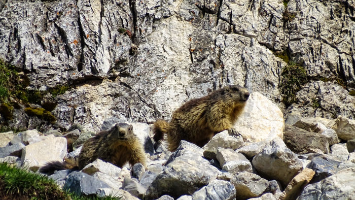 Marmotte en Vanoise