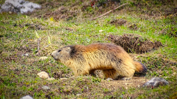 Marmotte en Vanoise