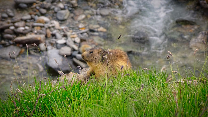 Marmotte en Vanoise