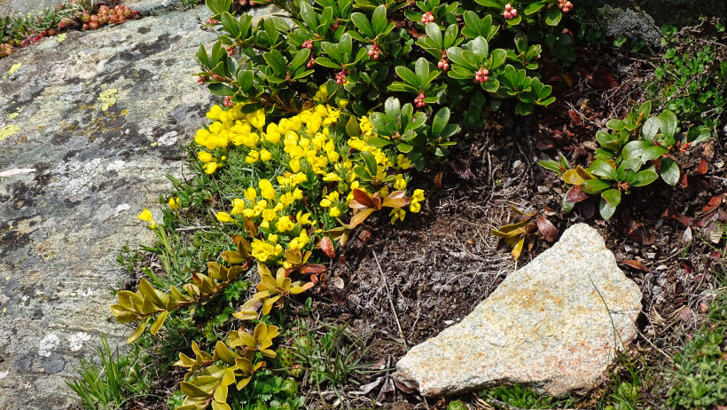 flore alpine massif de la Vanoise
