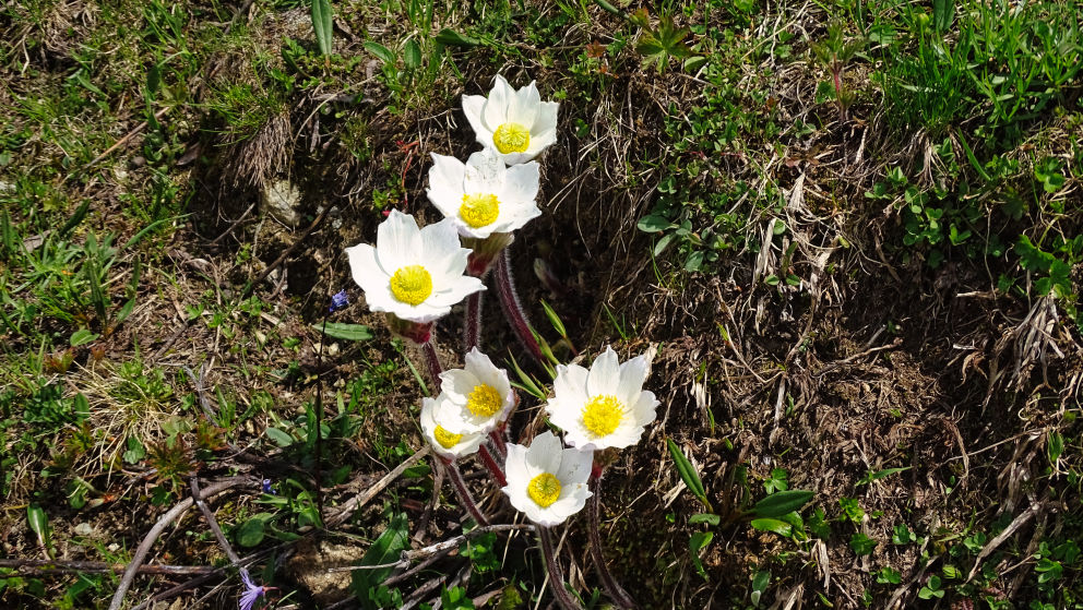 flore alpine massif de la Vanoise
