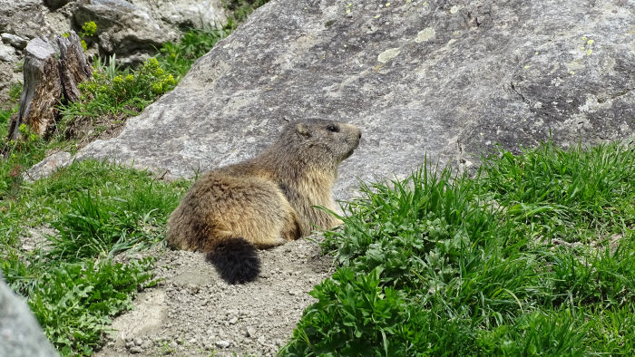Marmotte en Vanoise