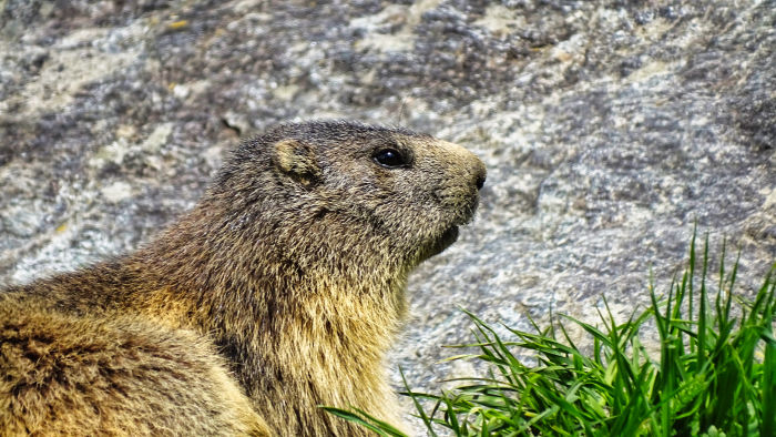 Marmotte en Vanoise