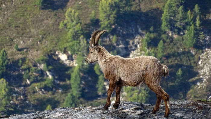 Bouquetins massif de la Vanoise
