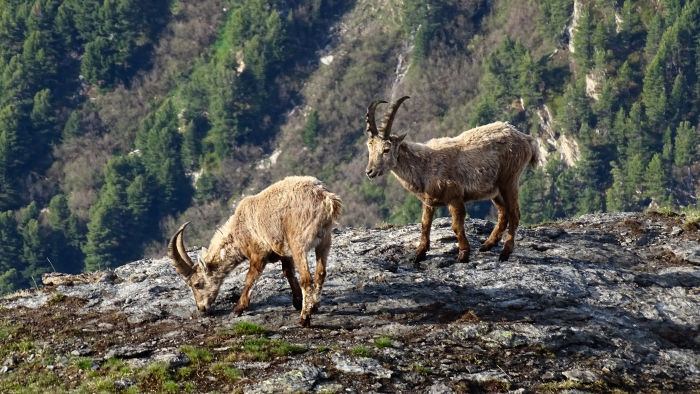 Bouquetins massif de la Vanoise