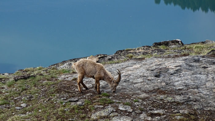 Bouquetins massif de la Vanoise