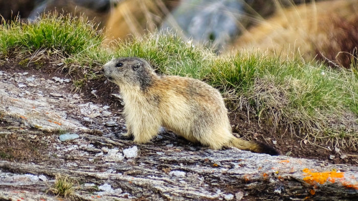 Marmotte en Vanoise