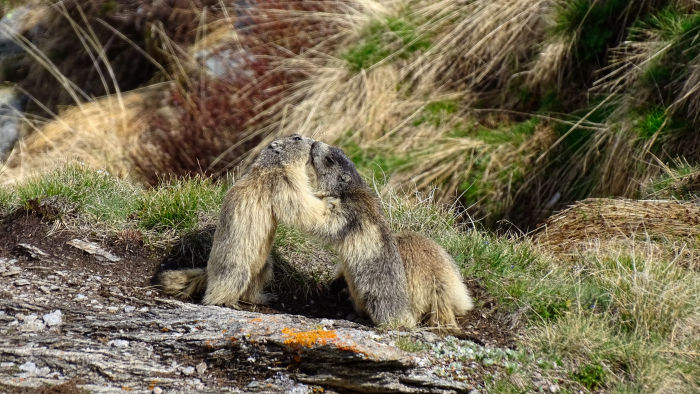 Voir et observer des marmottes en Vanoise