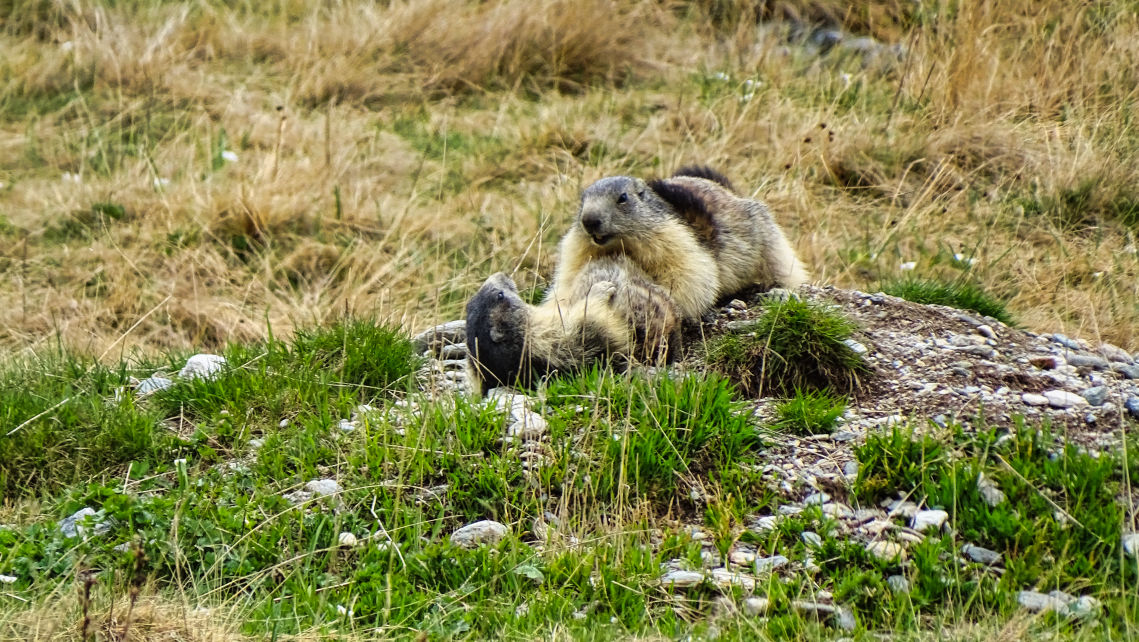 Voir et observer lesMarmottes en Vanoise