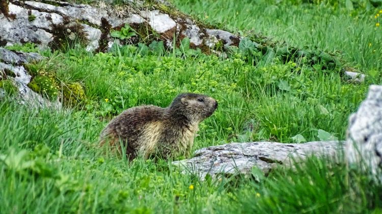 Randonnée au refuge des lacs Merlet en Vanoise