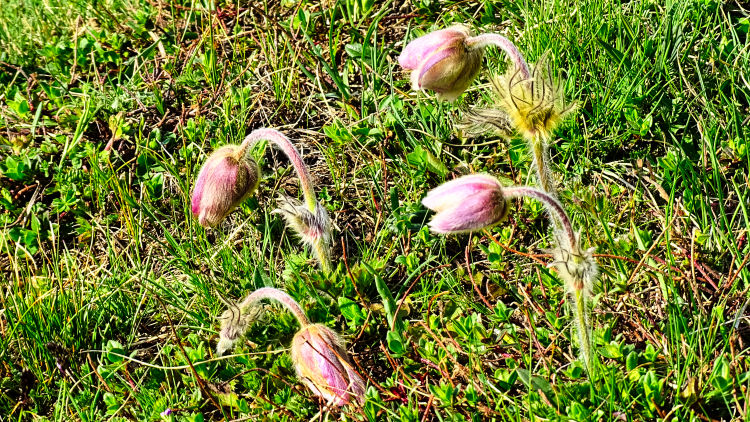 Randonnée au refuge des lacs Merlet en Vanoise
