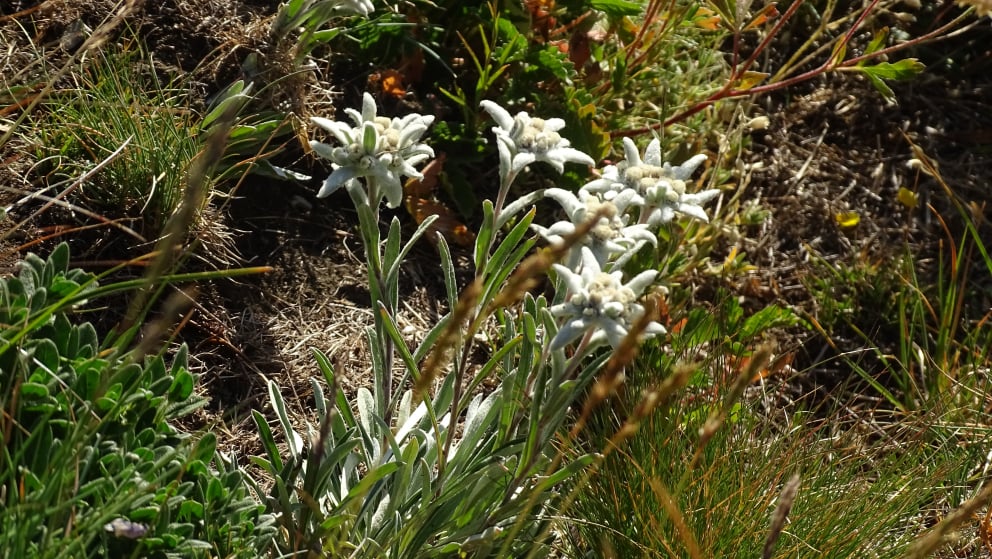 flore alpine massif de la Vanoise