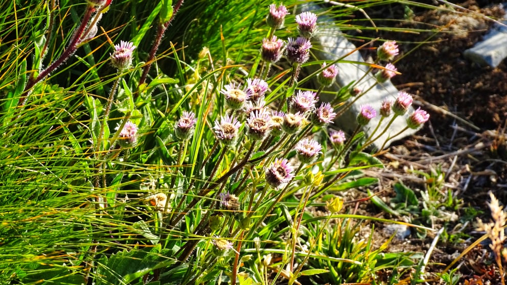 flore alpine massif de la Vanoise