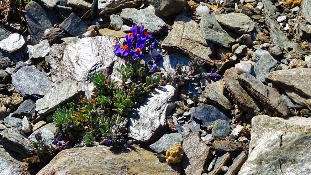 flore alpine massif de la Vanoise