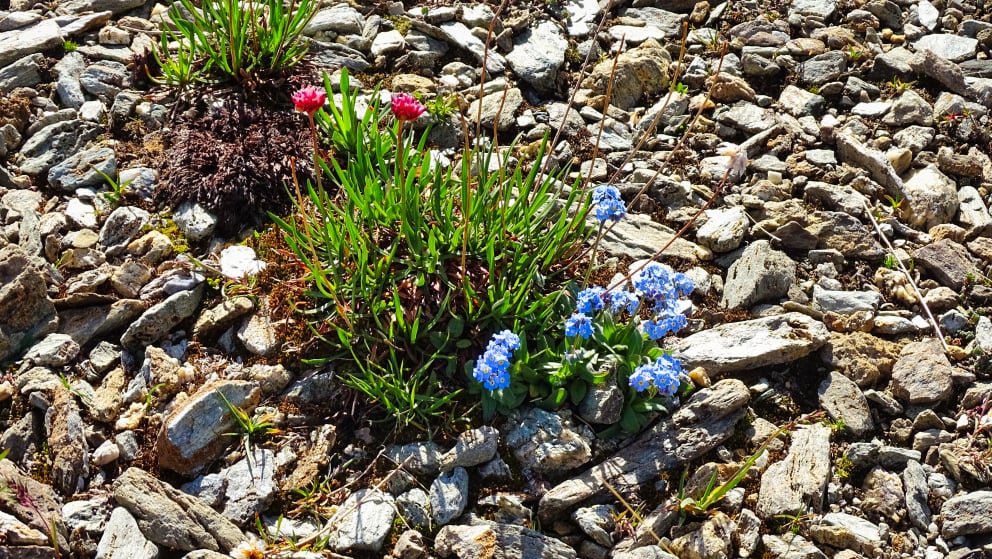 flore alpine massif de la Vanoise