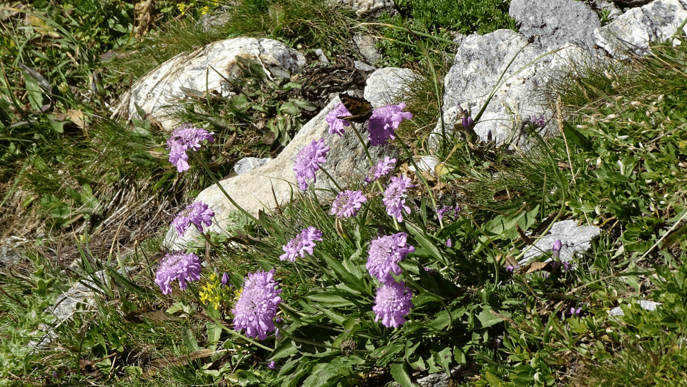 flore alpine massif de la Vanoise